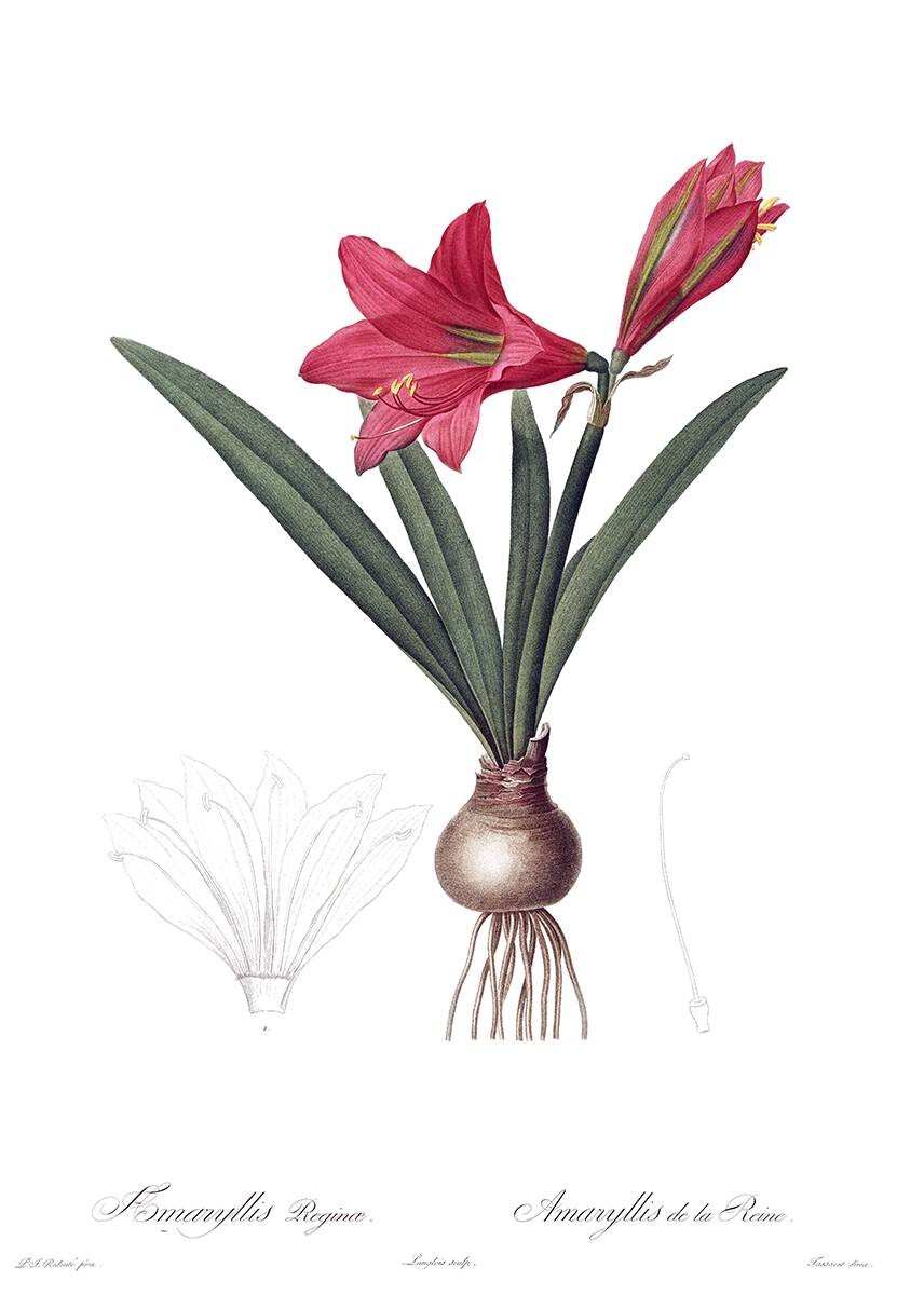 Historic Flowers