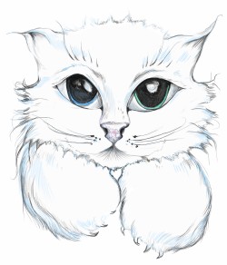 Белый котенок